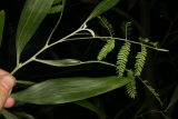 Acacia melanoxylon RCP7-08 222.jpg